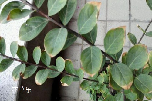 甘油对肌肤亚洲精品免费国产电影，如何重塑肌肤生命力的神奇成分